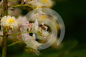 The bee sucks juice from the flower.Insect in nature