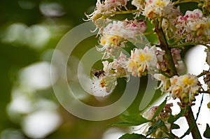 The bee sucks juice from the flower.Insect in nature