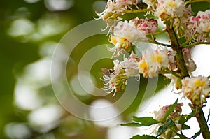 The bee sucks juice from the flower.Insect in nature