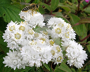 Bee Sucks Nectar Of Flower
