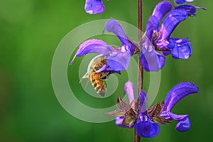 Bee sucks nectar from flower salvia pratensis