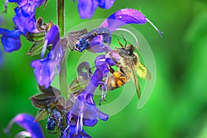 A bee sucks nectar on a flower Salvia Pratensis
