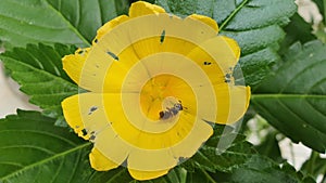 Bee Sucks Nectar of Yellow Garden Flower