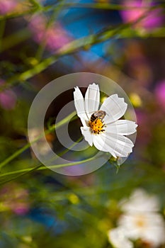 Bee on summer flower