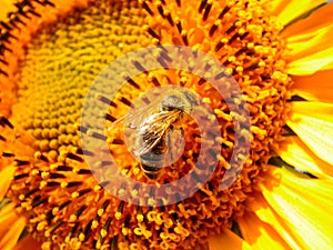 Bee on a sunflower