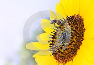 Bee on sunflowe close up