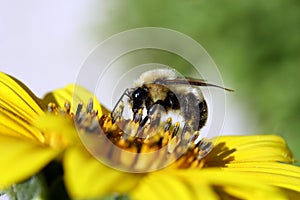 Bee on Sunflower