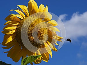 Bee Sunflower