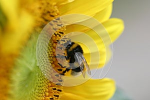 Bee on sunflower photo