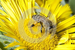 Bee on Sunflower