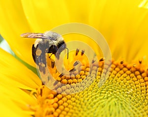 Bee on a sunflower