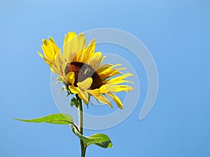 Bee on sunflower