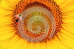 Bee on sunflower