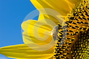 Bee on sunflower