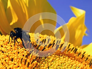 Bee on Sunflower