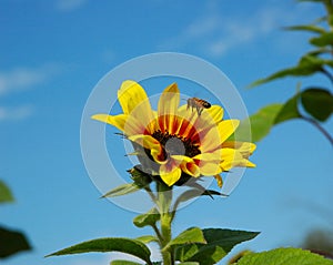 Bee and sunflower