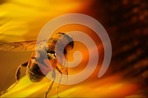 Bee on sunflower