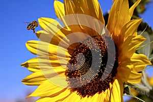 Miel de abeja a girasol 