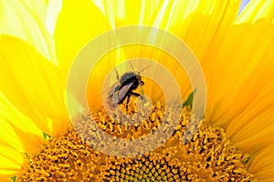 Bee on sunflower