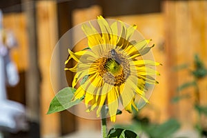 Bee and sunflower