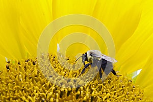 Bee on a sunflower