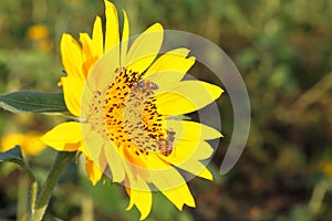 Bee on the sunflower