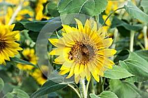 A Bee on a Sunflower at Anderson Sunflower Farm photo