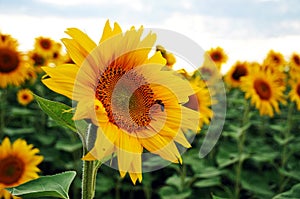 Bee on a sunflower