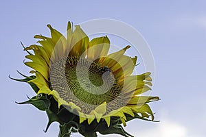 Bee on a sunflower with blue sky background