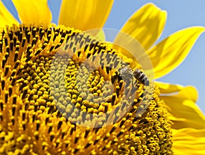 Bee on a sunflower