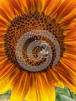 Bee on a sunflower