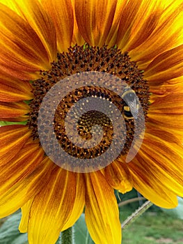 Bee on a sunflower close up