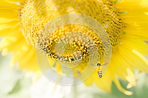 Bee and Sunflower