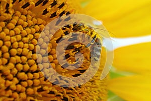 Bee On A Sunflower photo