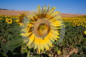 Bee on Sunflower in Rolling Fields in Valensole France on a Sunny Spring Day