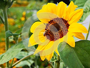 Bee on sunflower, sunflowers pollinate