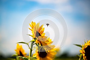 Bee on the sunflower, summertime, sunflowerfield
