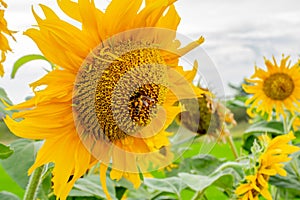 Bee on Sunflowers or Helianthus annuus.