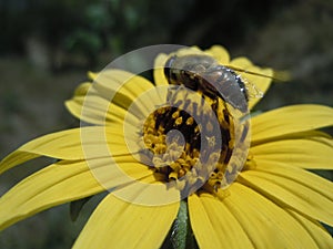 Bee on sunshine flower macro