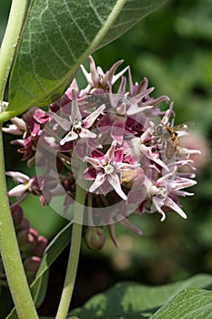 Bee on a swamp milkweed flower