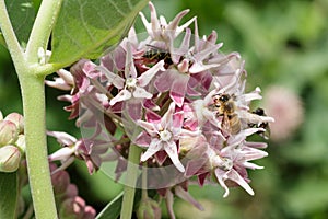 Bee on a swamp milweed flower