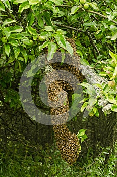Bee Swarm in apple tree