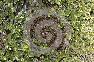 A bee swarm hanging on a tree in the wild 1