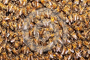 Bee swarm. honey bees in a swarm make a hive background. Working bees on the honeycomb with sweet honey