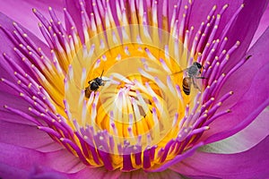 Bee swarming on lotus flower.