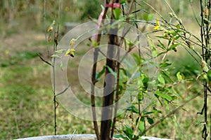 A bee is swarming on the sunn hemp flower