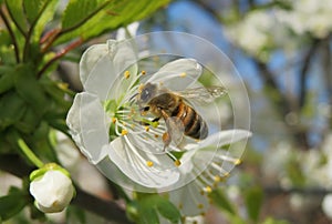 Bee on sweet-cherry flowers in the garden, closeup