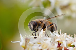 Bee on sweetspire flower.