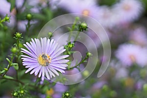 Bee on Symphyotrichum novae-angliae.