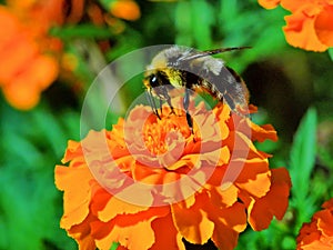 Bee on the tagete flower photo